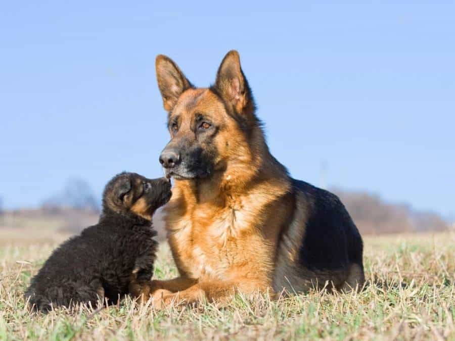 new pup with resident german shepherd