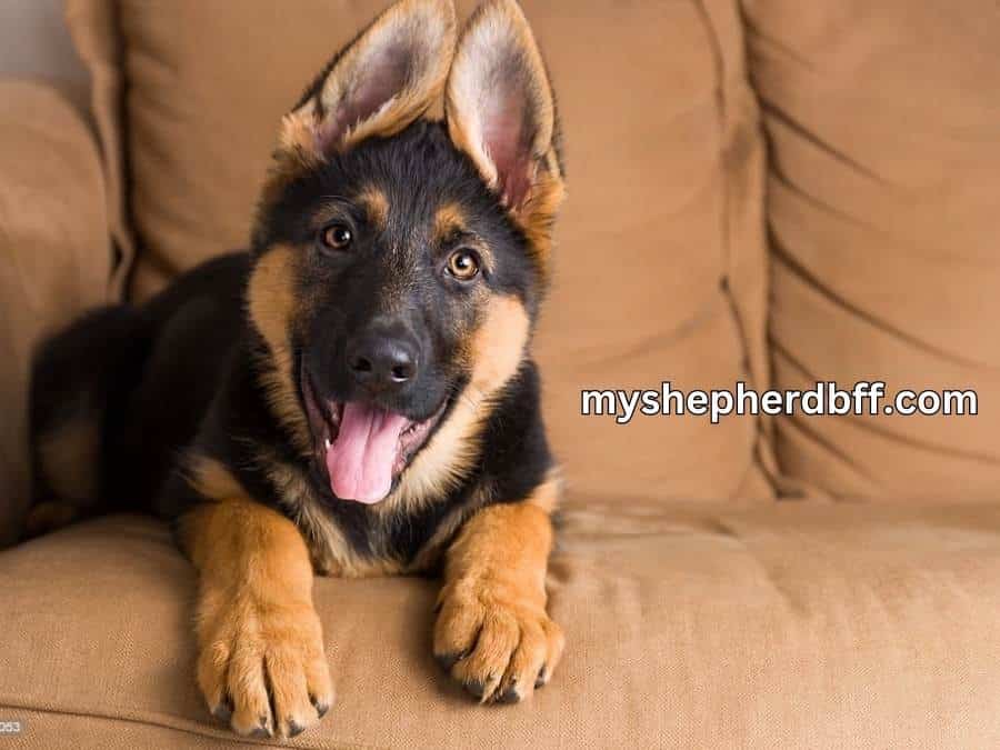 stop german shepherd puppy from biting excessively