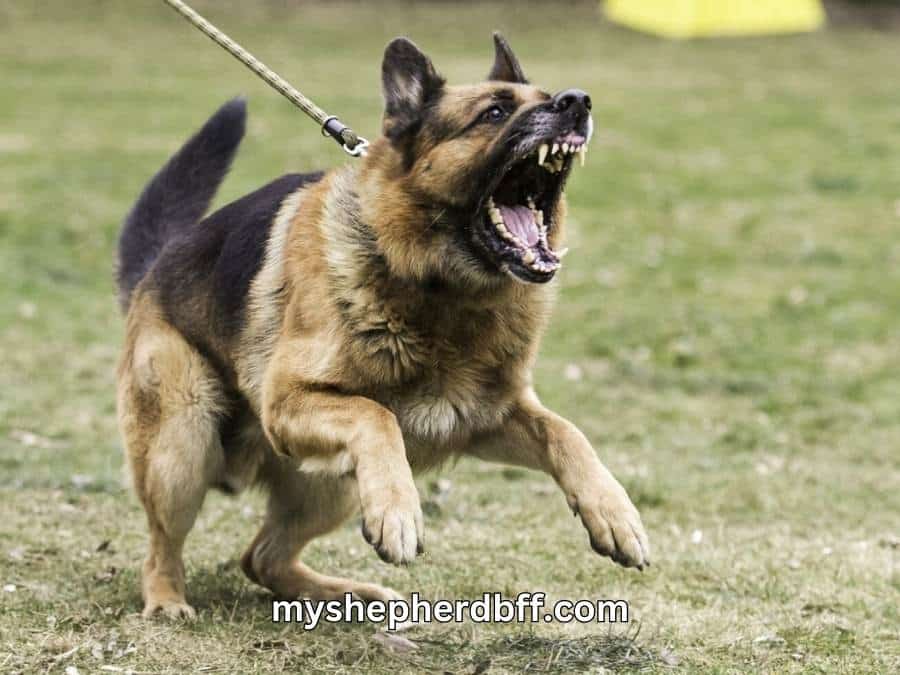 can a german shepherd kill you with its strong bite force