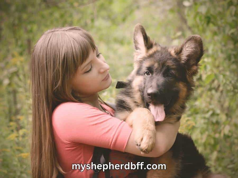 gsd puppy cuddling with woman