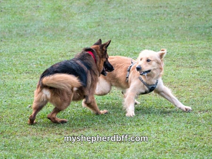 german shepherd being aggressive with other dog