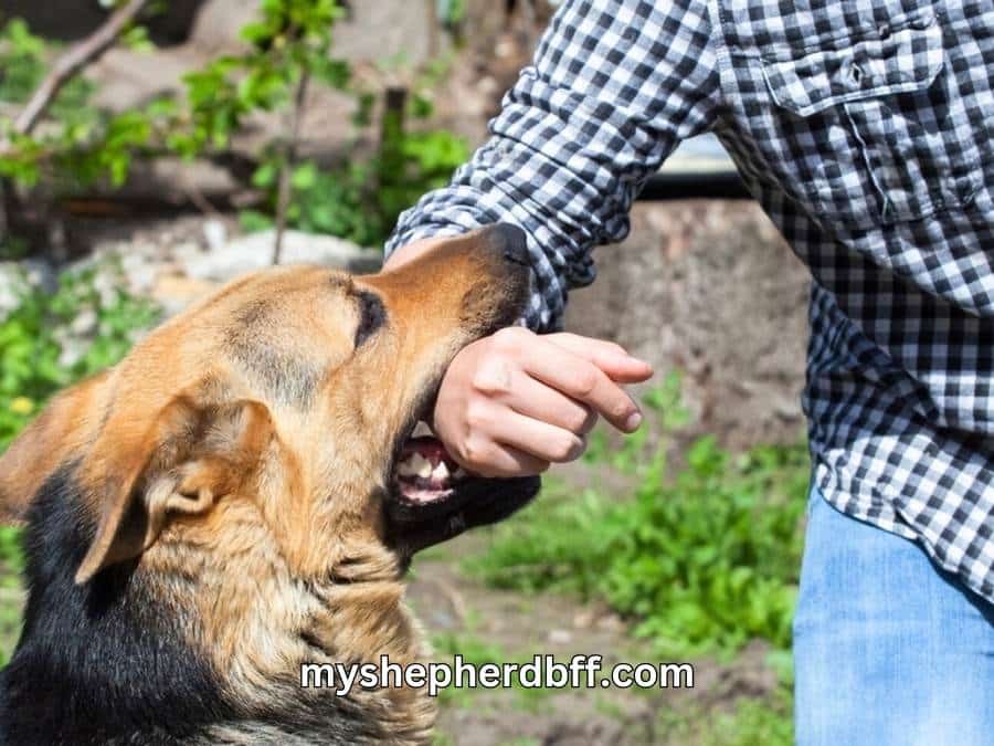 can german shepherd attack its owner