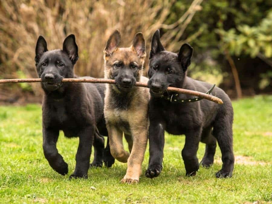 german shepherd color changes seen in puppies