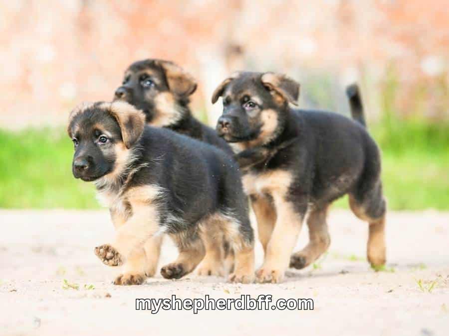 do german shepherd puppies change color as they mature