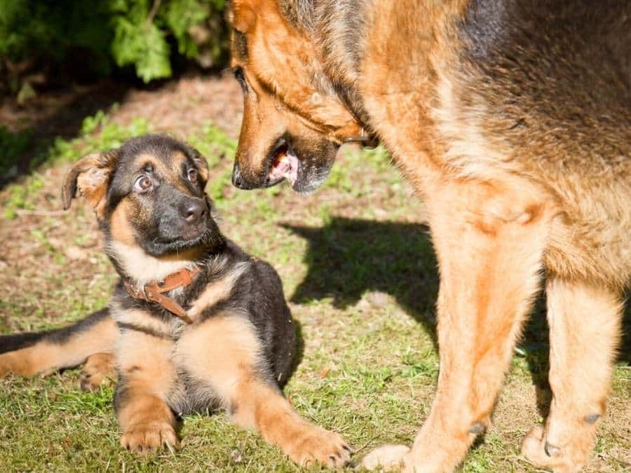 introduce resident german shepherd to new puppy