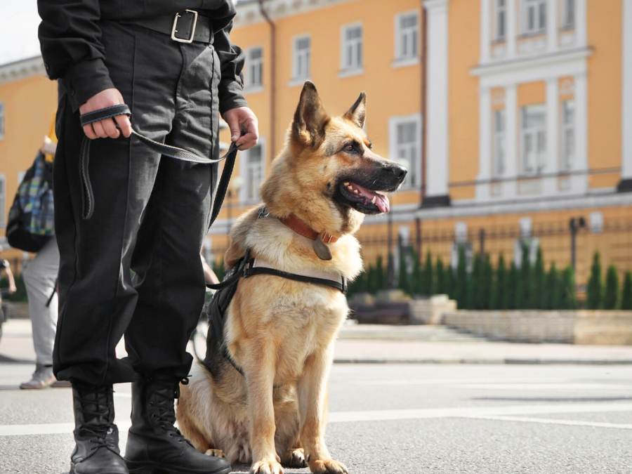 why are german shepherds police dogs