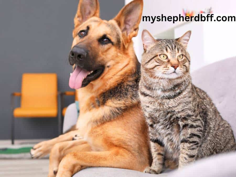 do german shepherds get along with cats