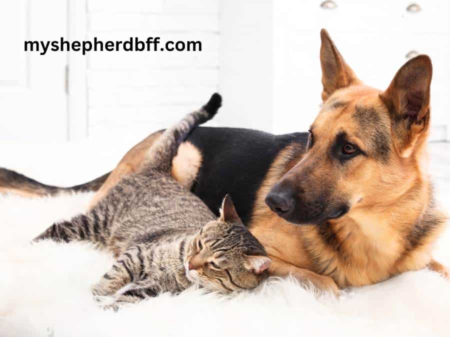 Do German Shepherds Get Along With Cats