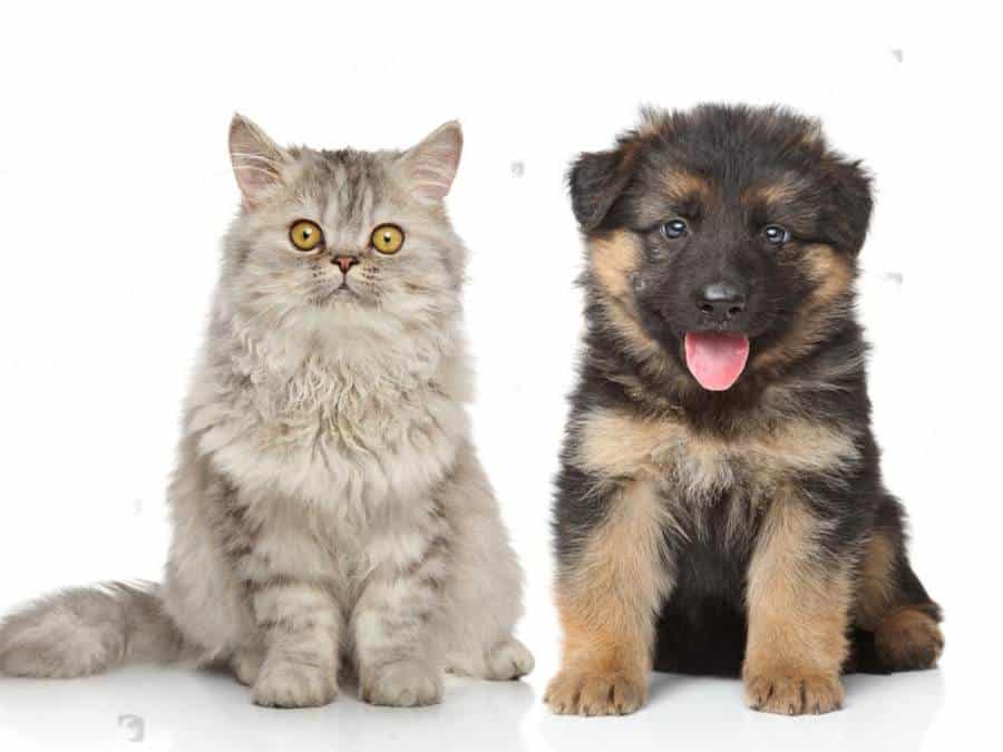 german shepherd puppy and a cat