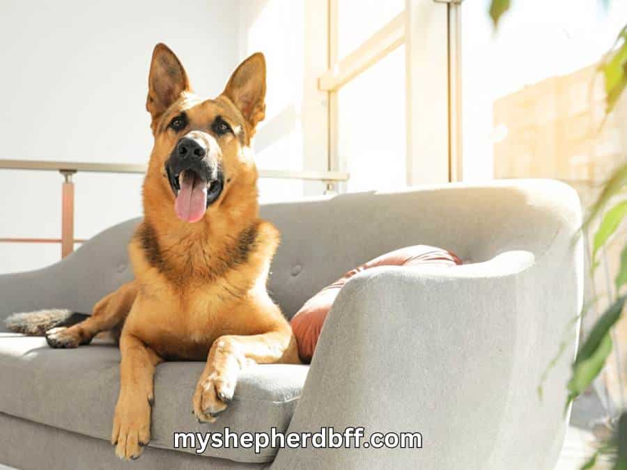 Can German Shepherds Be Left Alone at home