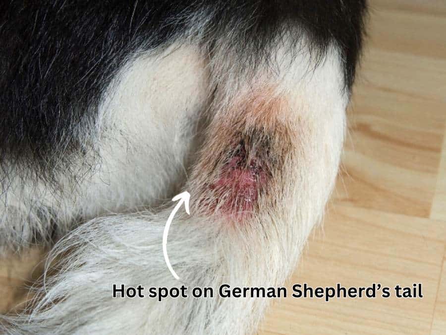 German shepherd hot spots on tail (picture)