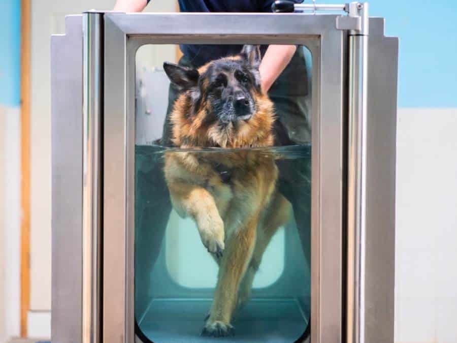 hydrotherapy to make german shepherds back legs stronger