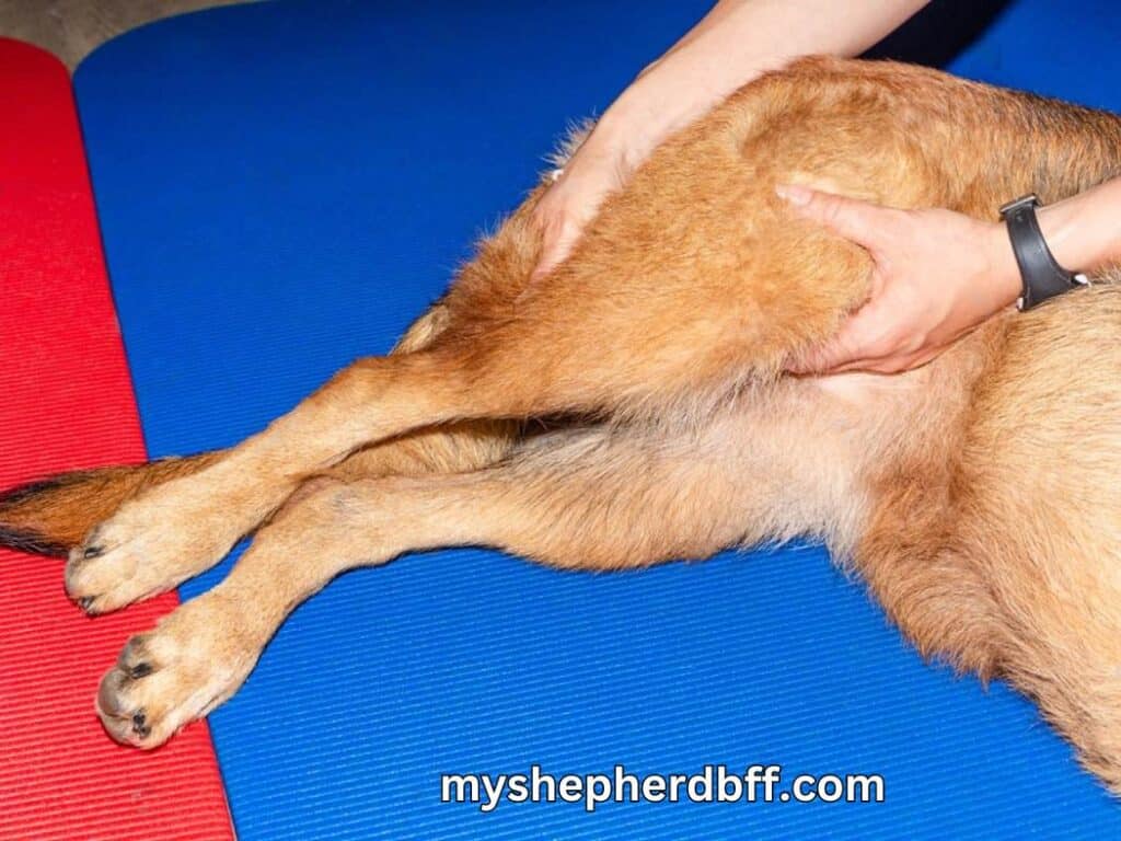 massage for german shepherd hip dysplasia
