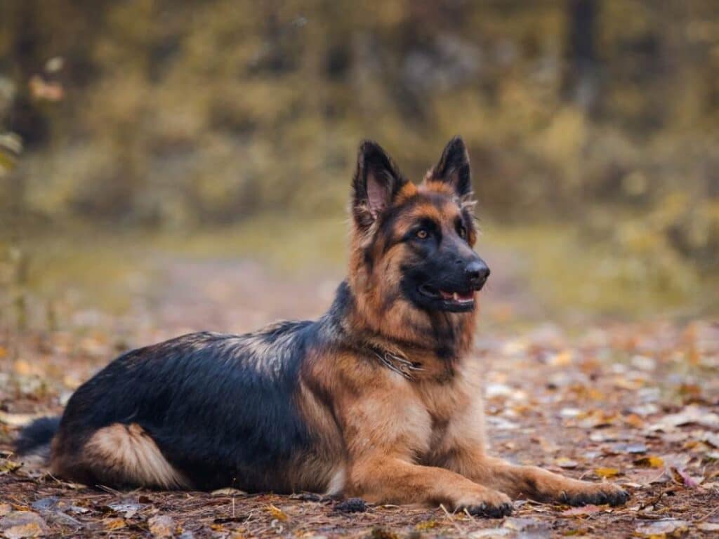 what is the lifespan of a female german shepherd