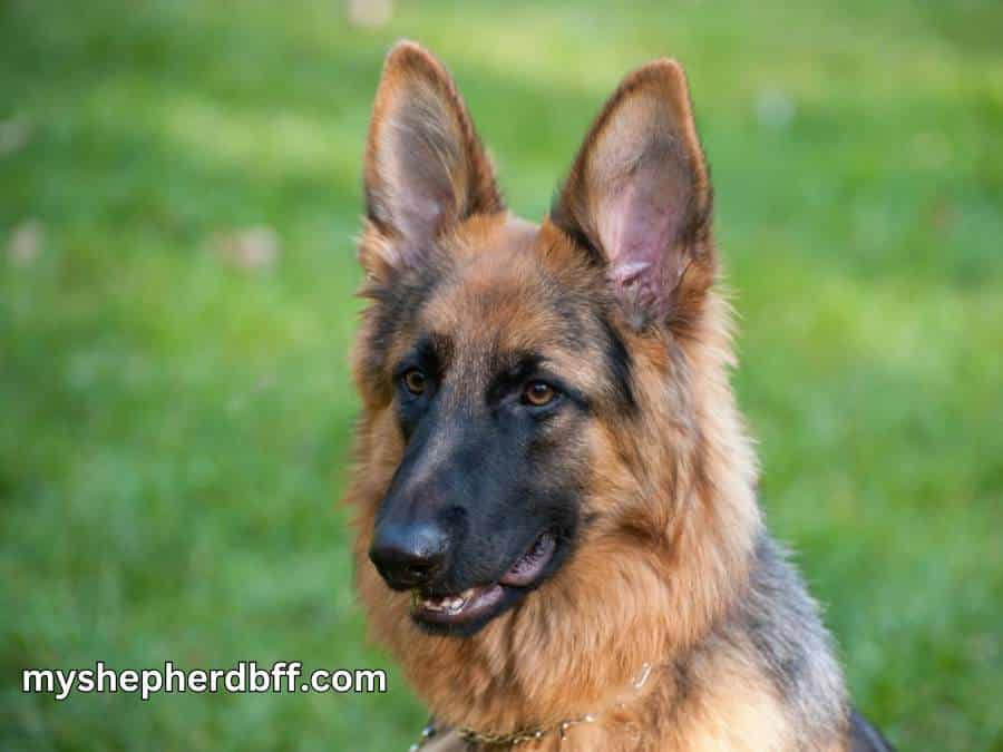 what to expect from a 10 month old german shepherd