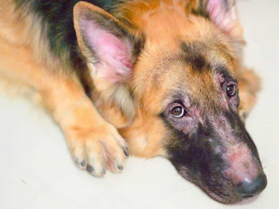 Allergies can be a cause of death in German Shepherds