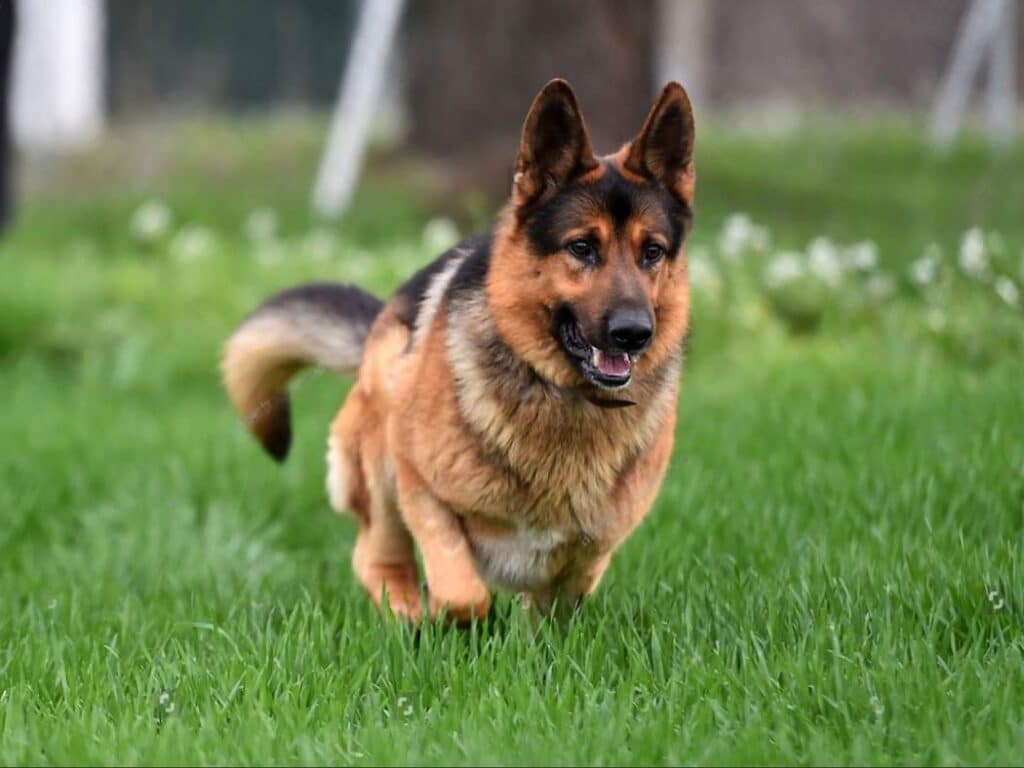 female-german-shepherd-lifespan-how-long-do-they-live