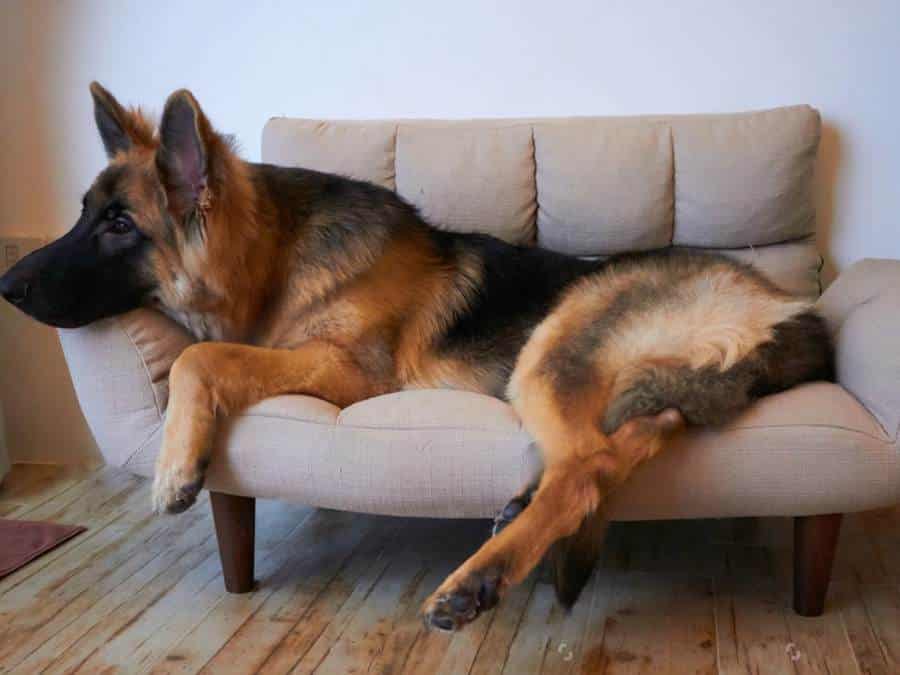 are German Shepherds good family dogs