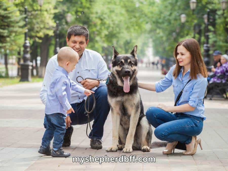 are male German shepherds good family dogs