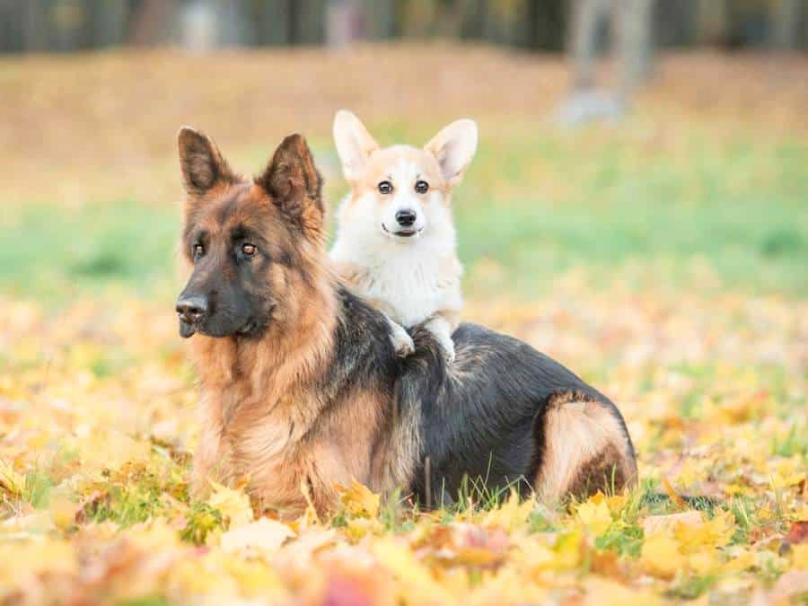 do German Shepherds get along with small dogs