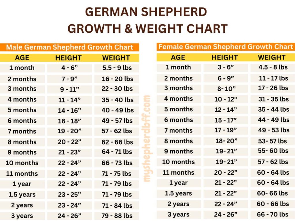 german shepherd growth chart by age