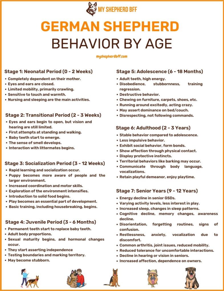 Stages of German Shepherd behavior by age