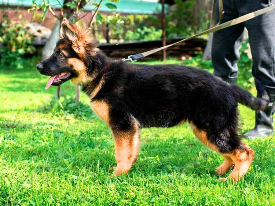 3 month old German Shepherd puppy behavior