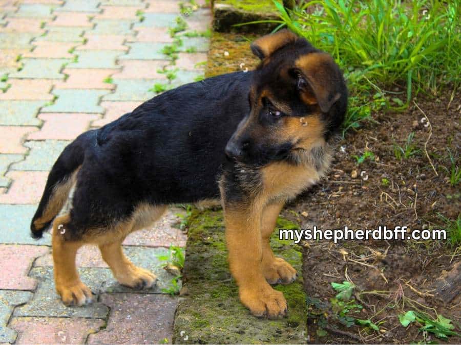weight of an 11 week old  German Shepherd puppy