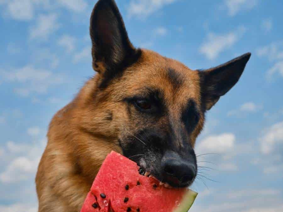 german shepherd eating fruit