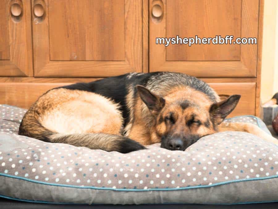 pain is an end of life symptom for German Shepherds