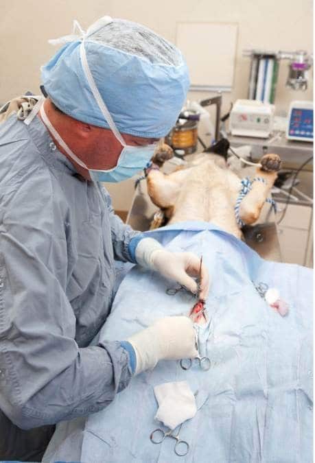 vet performing a neutering surgery