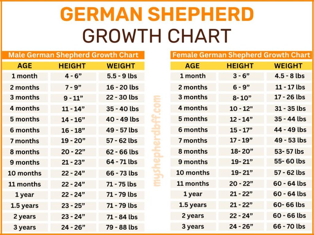 14 week old German shepherd weight chart