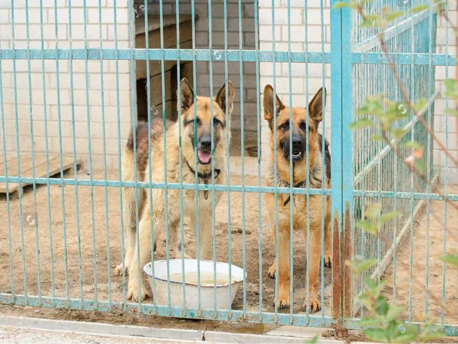 Why There Are So Many German Shepherds in Shelters