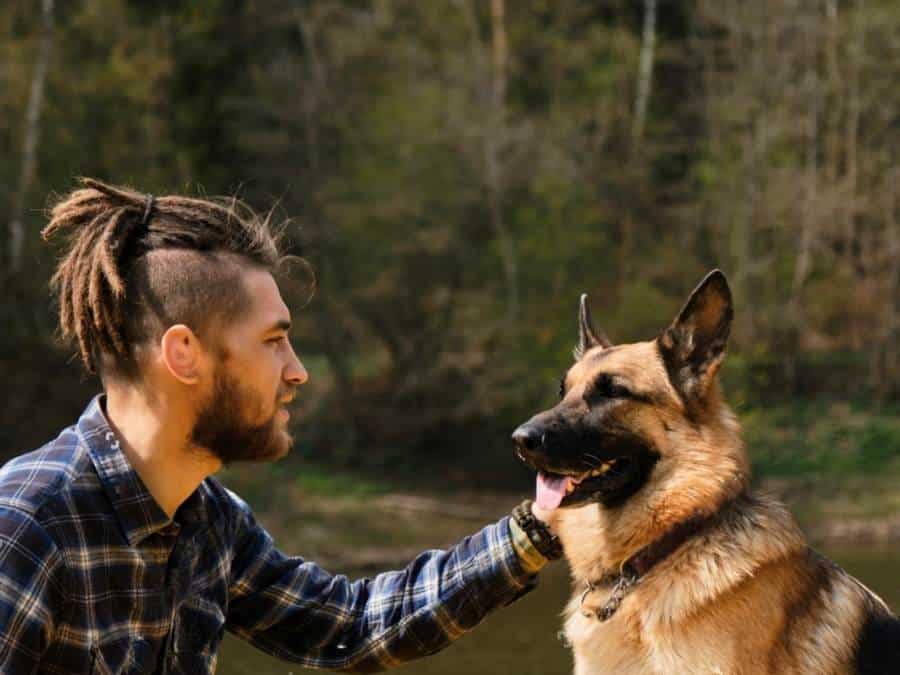 how to adopt a German Shepherd