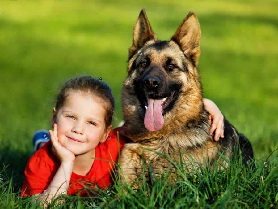 why adopt a German Shepherd