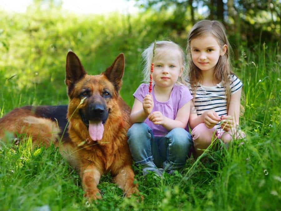 Is It Safe To Adopt A German Shepherd