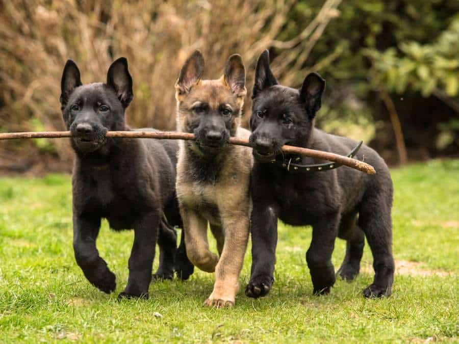 Where Can I Adopt A German Shepherd Puppy