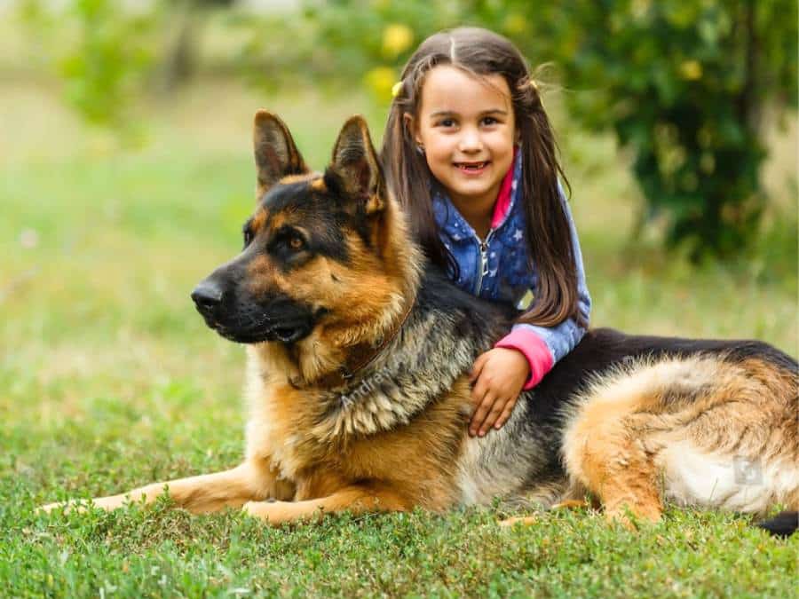 are german shepherds loyal to their owners