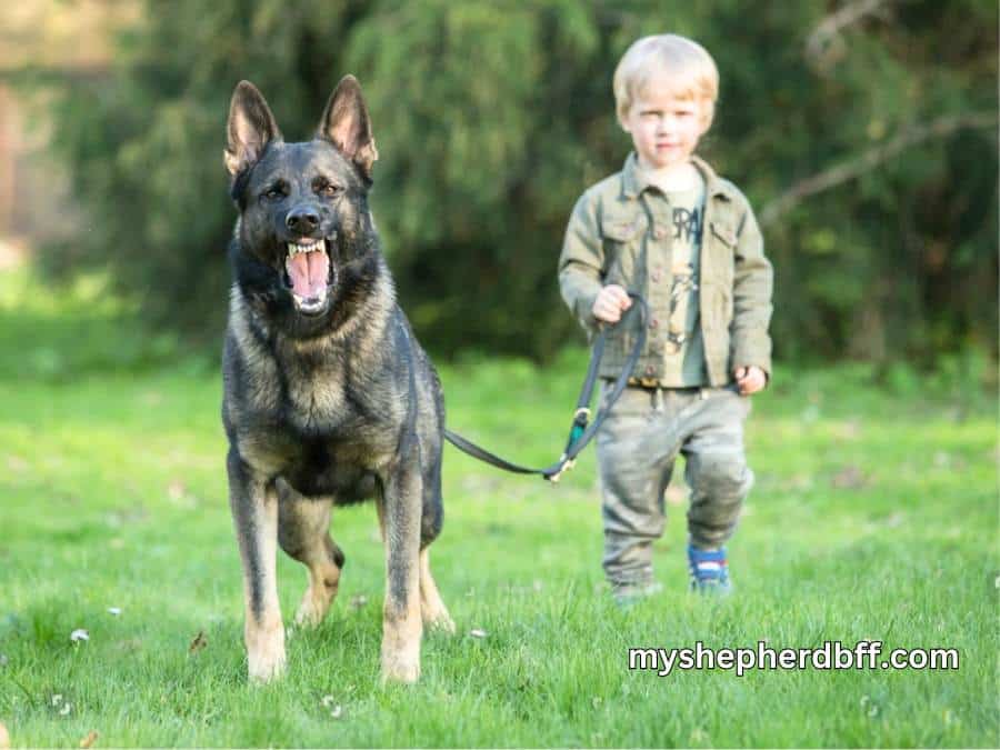 are German shepherds loyal to one person