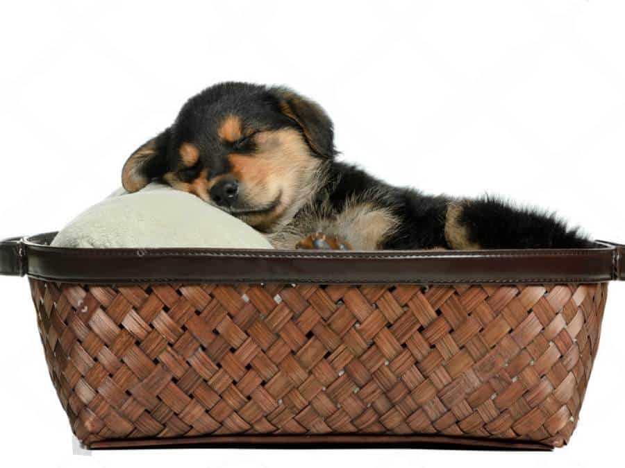 how much sleep do German shepherd puppies need