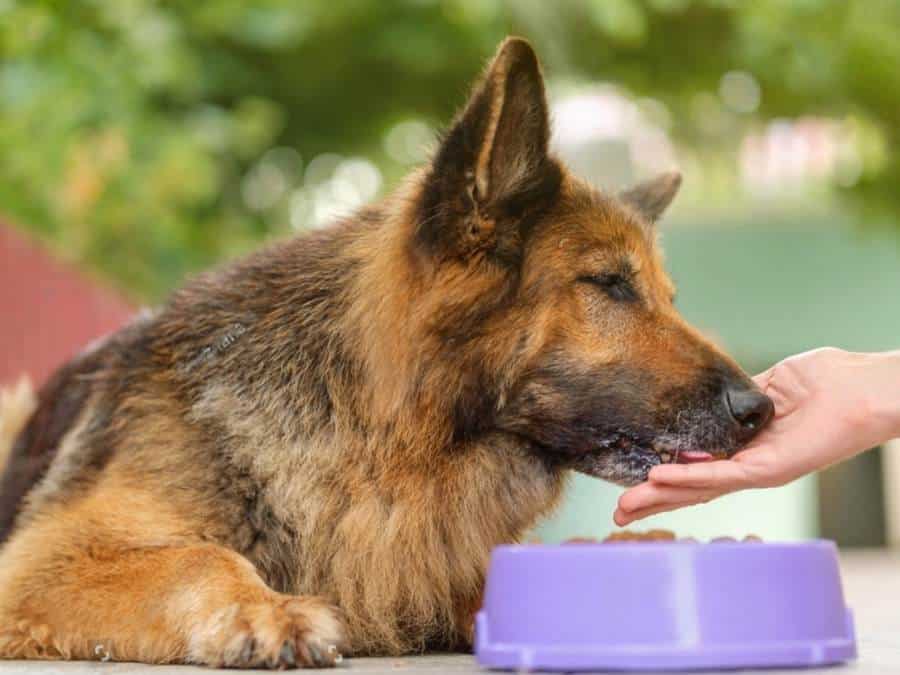 rescuing a German Shepherd & sticking to the shelter's feeding routine