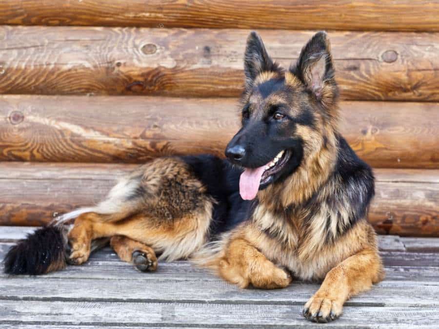 tips for adopting a German Shepherd