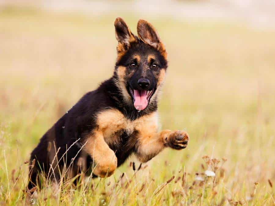 why are German shepherd puppies so hyper