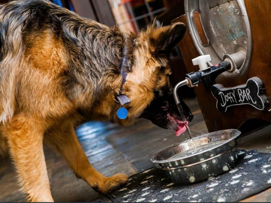 why do german shepherd puppies drink so much water