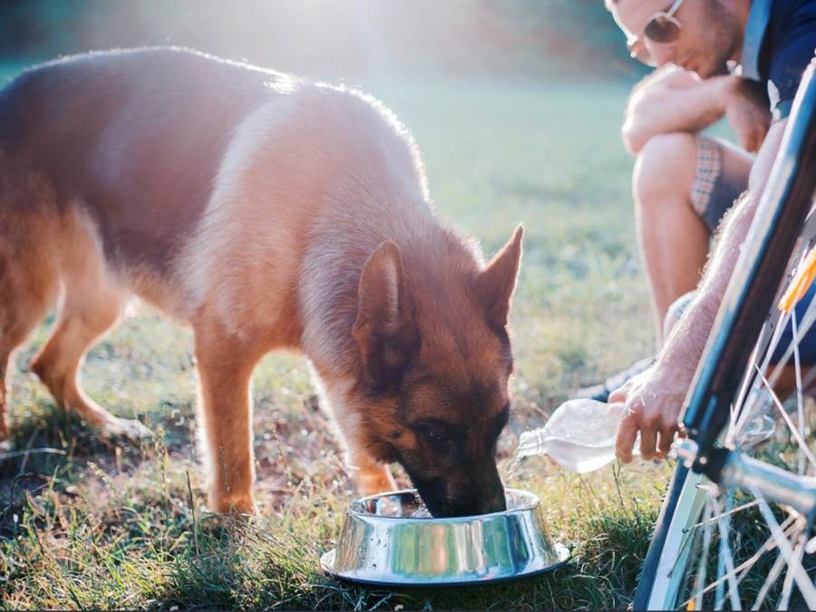 how much water does a german shepherd drink