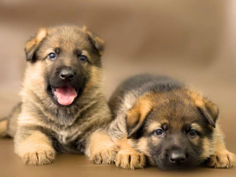 1 month old german shepherd puppies