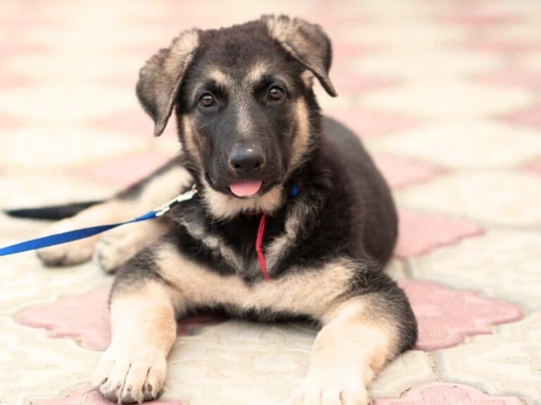 2 month old german shepherd sitting and looking