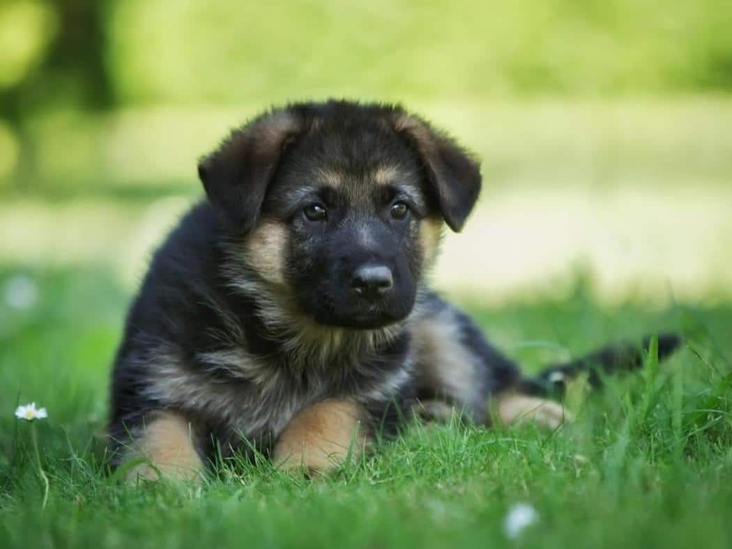 2 Month Old German Shepherd: Nutrition, Training & Grooming Tips