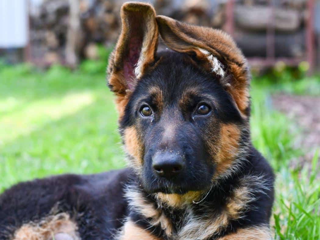 3 Month Old German Shepherd: How to Ensure a Healthy & Happy Pup