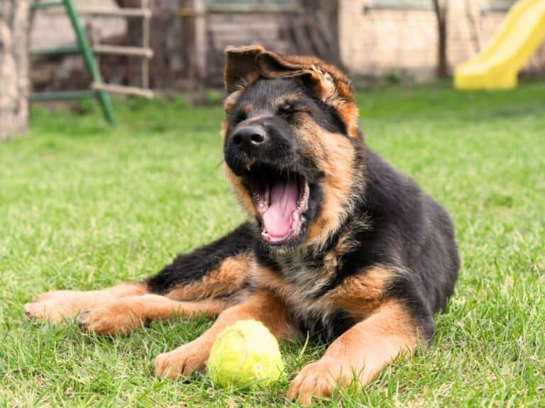 3 Month Old German Shepherd yawning